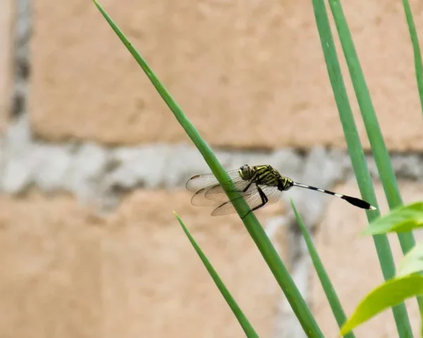 TECH MOSQUITOES AER-SAN 4.0 - Impianto di nebulizzazione automatizzato